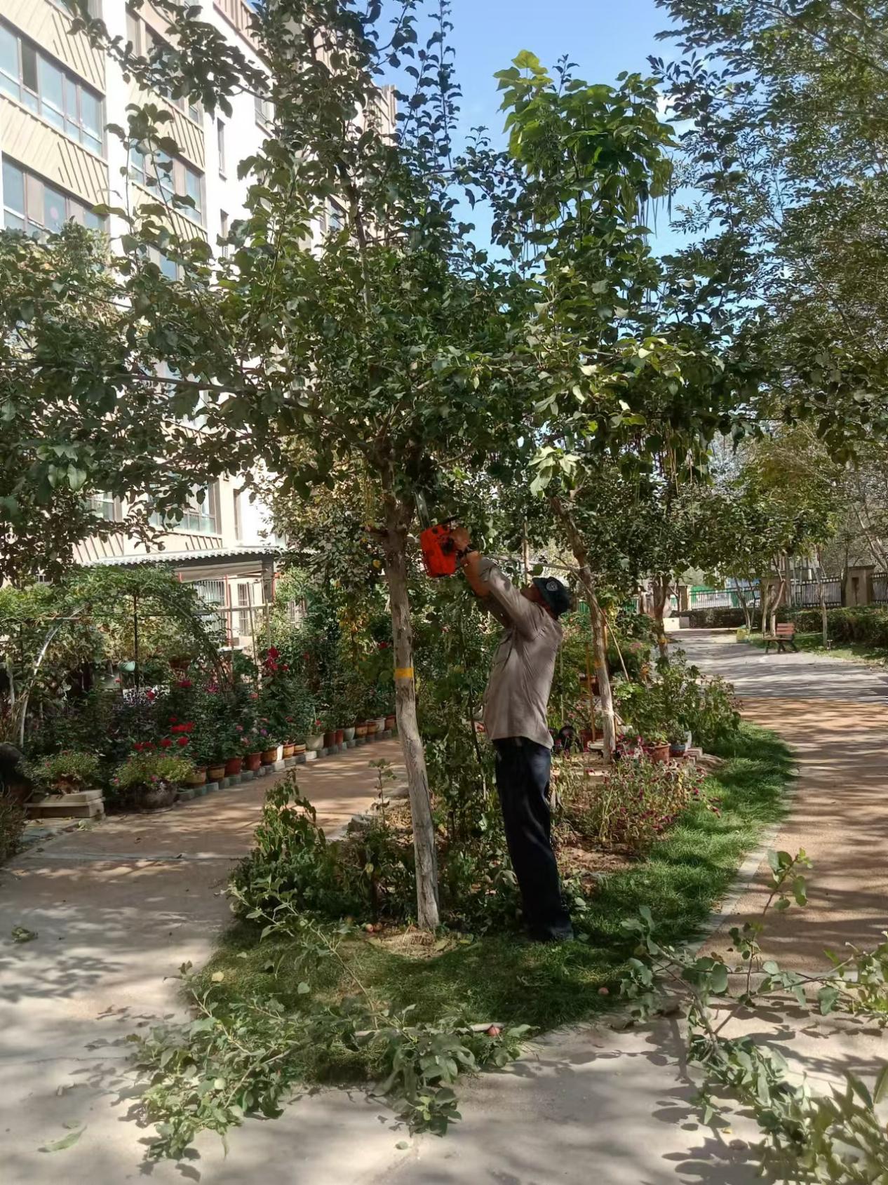 修剪小區樹木 優化居住環境